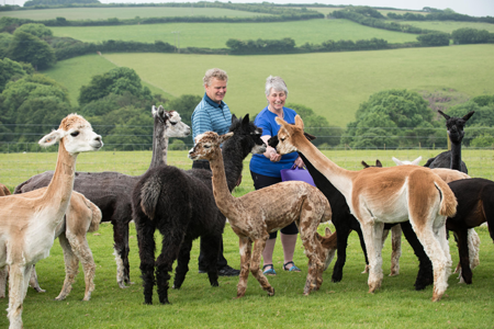 Alpaca holiday UK farmers