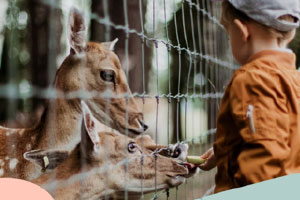 Boy feeding deer