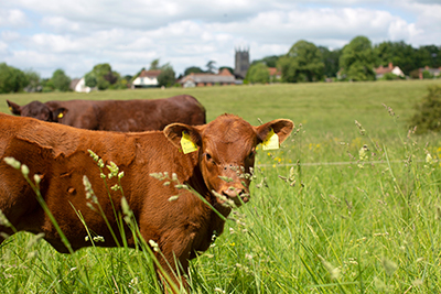 A and A Livestock, Cow in a field