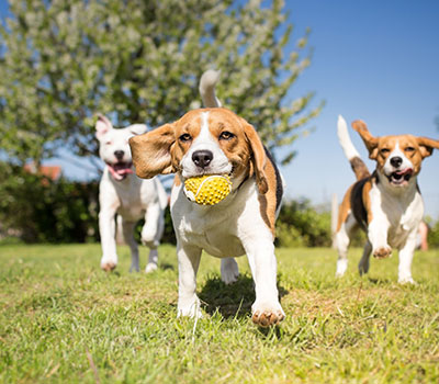 Dogs running in field - alternative farm diversification