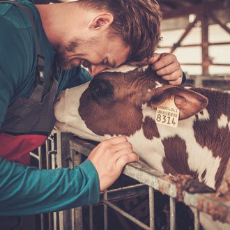 Farmer and cow getting ready for the Prince's Farm Resilience Program