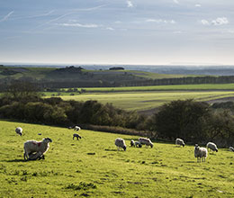 Lambing through Covid-19 outbreak