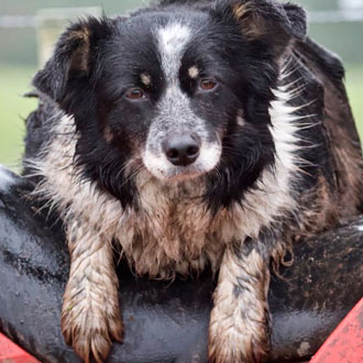 RSABI sheep-dog