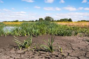 crops were affected by the 2018 heatwave – a field and pond with crack earth showing