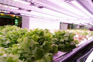 crops grown using vertical farming 