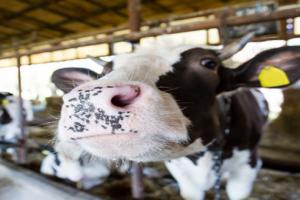 Cow on dairy farm