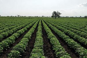 Agricultural tenancy on a farm